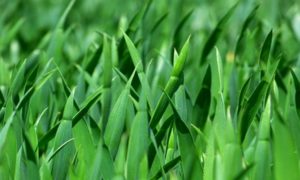 Environmental Packaging